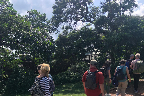 Kampala/Entebbe: Ngamba Island Chimps Sanctuary Tour