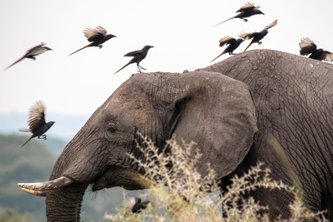 From Kampala: 6-Day Gorillas, Chimpanzees and Rwenzori Tour