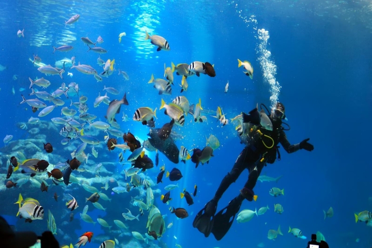 Sharm el-Sheikh : Aventure sous-marine panoramique en mer Rouge