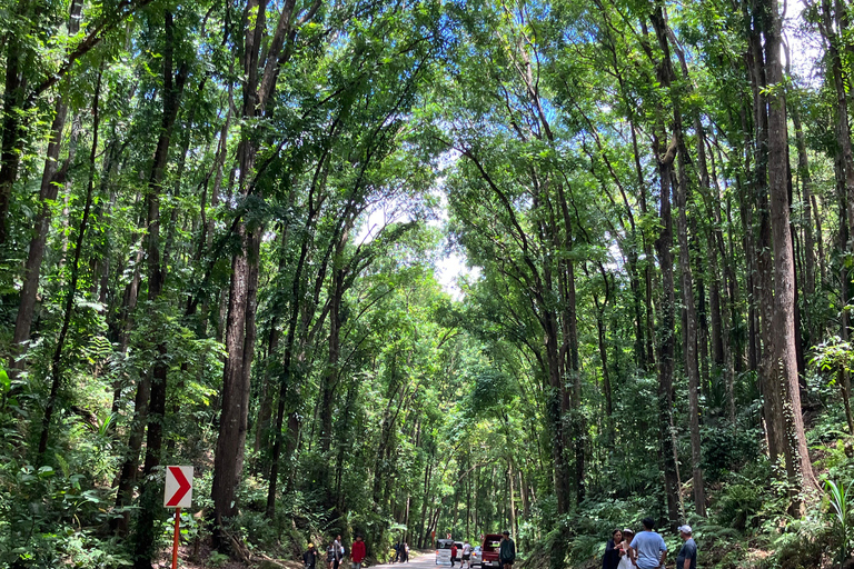 Depuis Cebu City : Les points forts de l'île de Bohol en une journéeExcursion d'une journée sur l'île de Bohol au départ de Cebu City