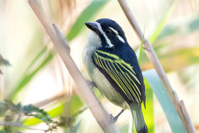 6 hrs Birding and Trekking at Ngong Road Forest Sanctuary -