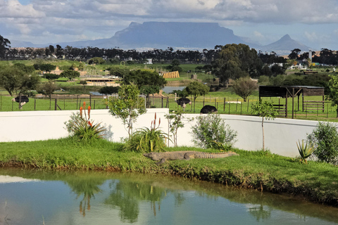 Cape Town: Ostrich Ranch Safari with Hotel Transfer
