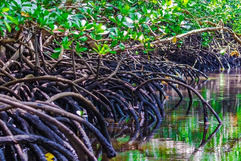 Zanzibar: Jozani Forest, Salaam Cave, & The Rock Restaurant Private tour with hotel transfer