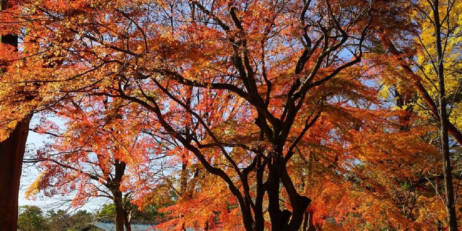 Kyoto experience — temples, geisha, bamboo grove — image 25
