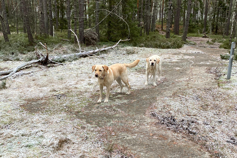 Stockholm: Dog Walk in Nature Reserve with Swedish Fika