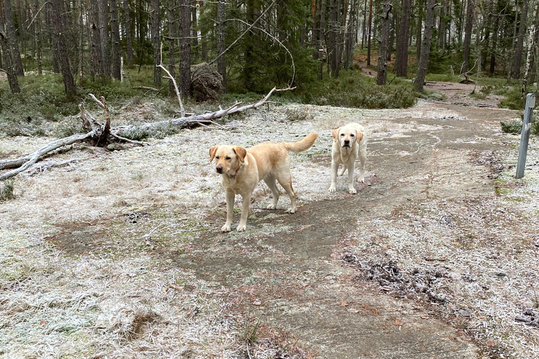 Stockholm: Dog Walk in Nature Reserve with Swedish Fika