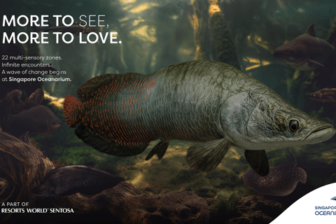 Singapur: Bilet wstępu do Oceanarium w SingapurzeBilet wstępu poza godzinami szczytu