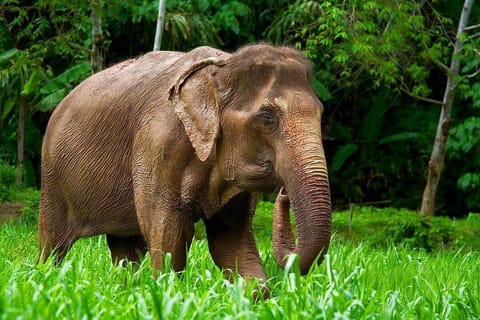 Phuket Elephant Nature Reserve - Half Day Elephant Adventure