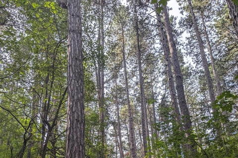 索非亚：维托沙山径跑之旅（初级/中级/高级）索菲亚：维托沙山径越野跑之旅（轻松/中等/困难三档可选）
