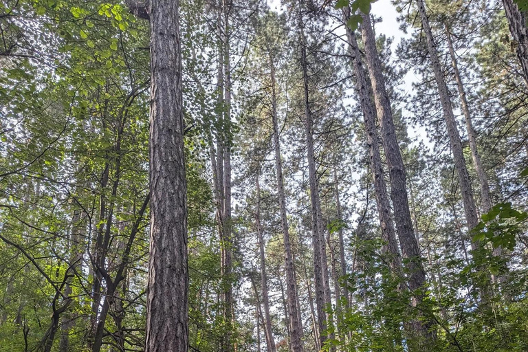 索非亚：维托沙山径跑之旅（初级/中级/高级）索菲亚：维托沙山径越野跑之旅（轻松/中等/困难三档可选）
