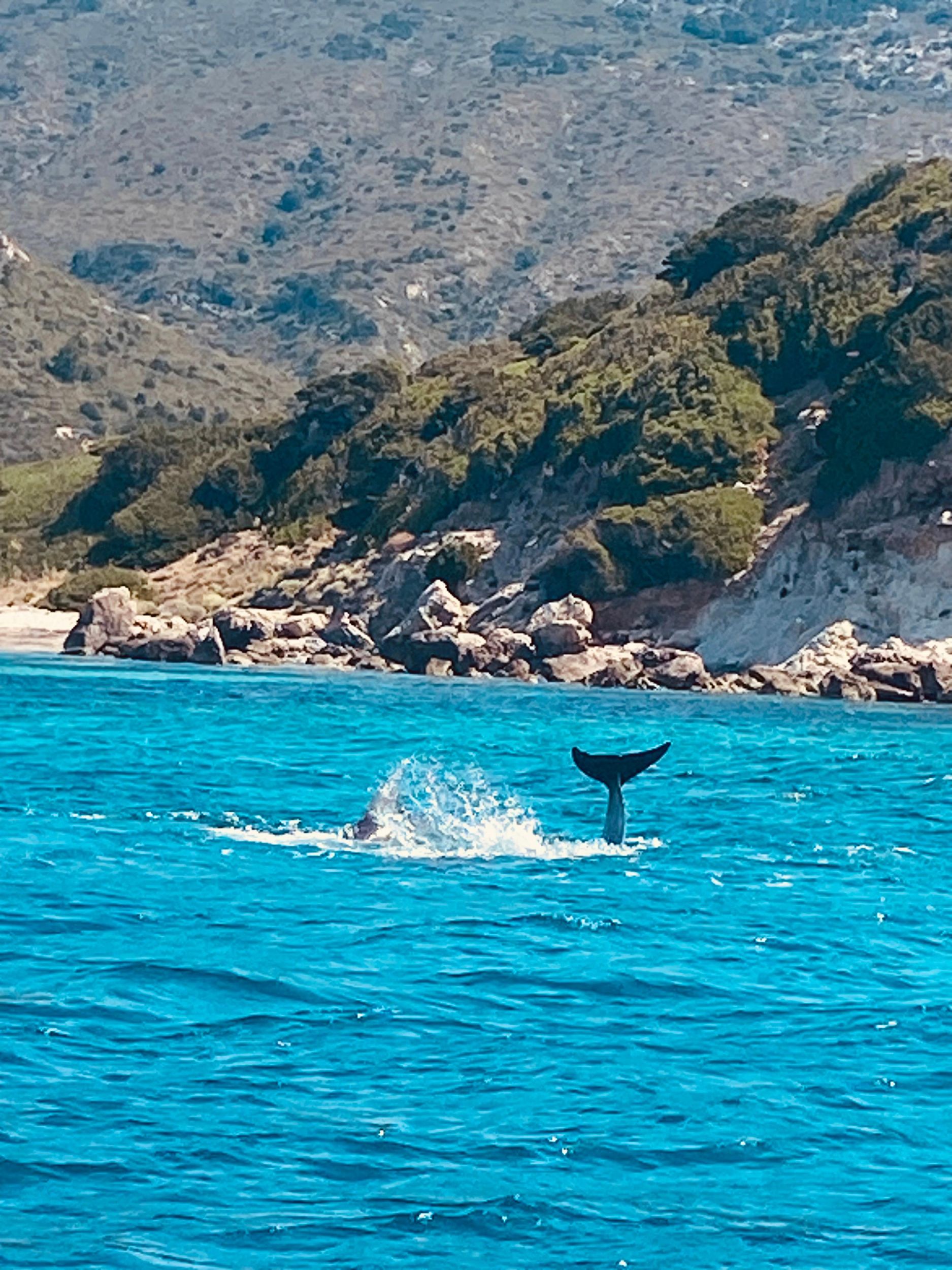 Olbia: Bootstour zur Delfinbeobachtung und zum Schnorcheln