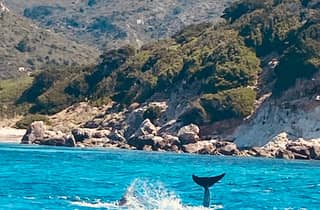 Olbia: Bootstour zur Delfinbeobachtung und zum Schnorcheln