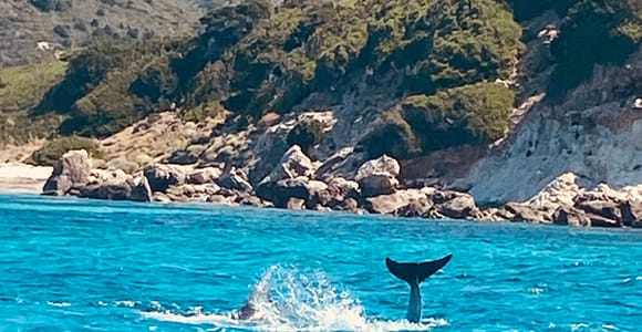 Olbia: Small-Group Dolphin-Watching & Snorkeling Boat Tour