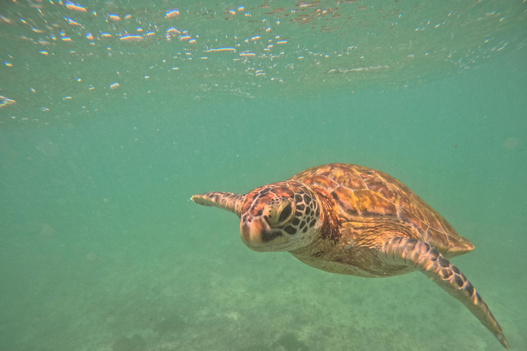 Mirissa: snorkeling privato con le tartarughe e tour fotograficoMirissa: Private Turtle Snorkeling and Photography Tour