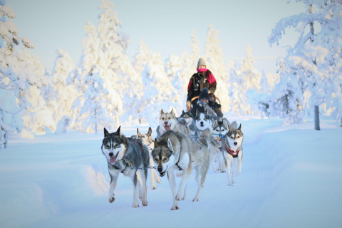 Rovaniemi: Reindeer & Husky Safari with Lunch