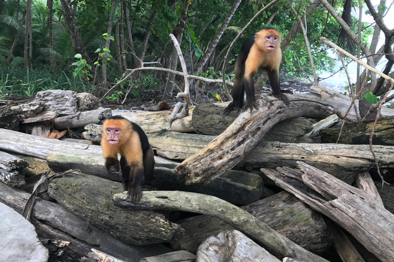Passeio de bicicleta de montanha pela selva e mergulho na cascataPasseio de bicicleta de montanha pela selva e mergulho na cachoeira