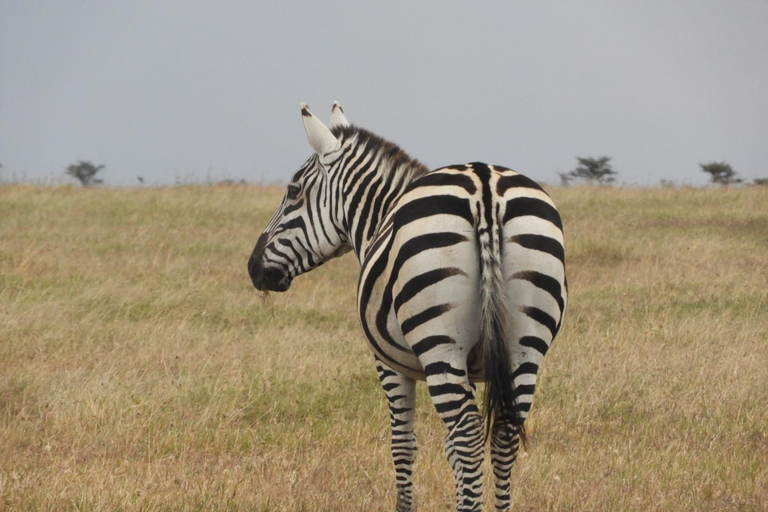 Private Nairobi National Park Drive in 4*4 landcruiser