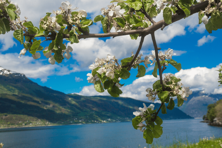 Tåg- och bussresa till Oslo: Tåg- och busstur till Bergen via Hardangervidda/Fjorden