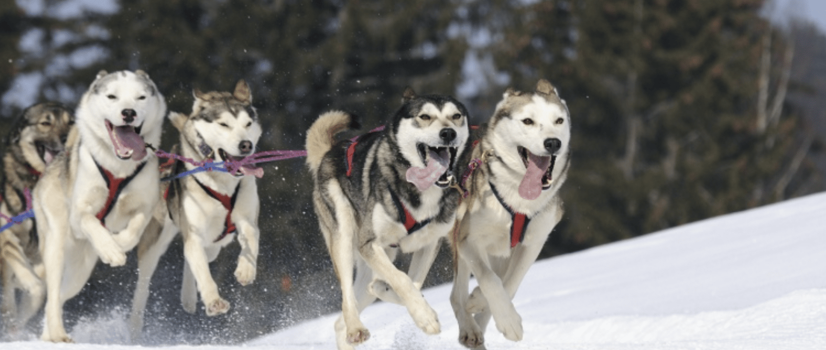 Riga: Husky-Hundeschlittenfahrt erleben