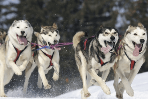 Riga: Experiencia en trineo tirado por perros husky