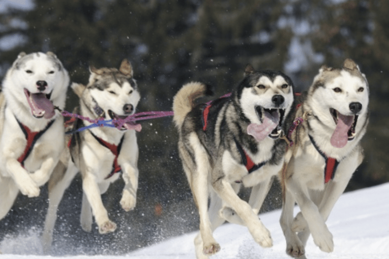 Riga: Husky Hondenslee-ervaring