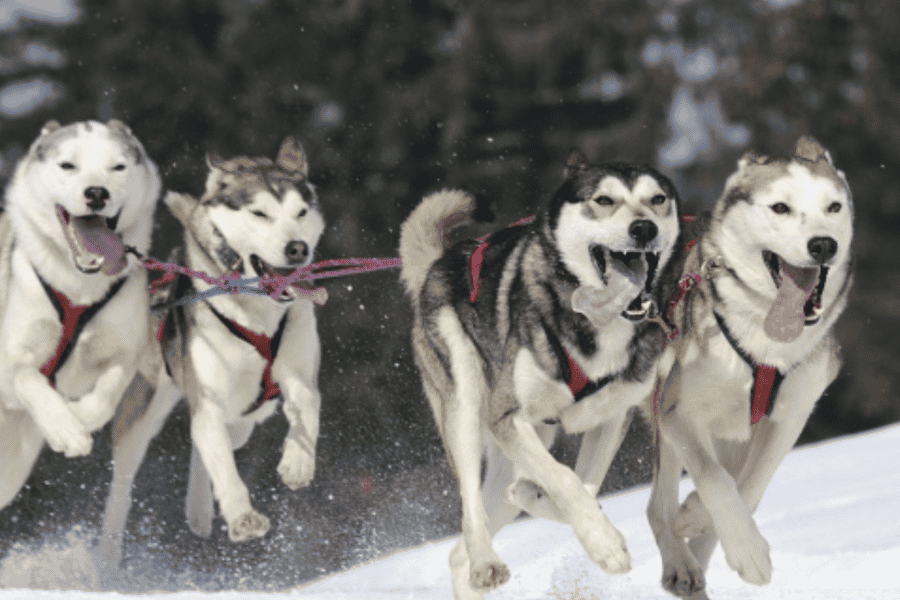 Riga: Husky-Hundeschlittenfahrt erleben. Foto: GetYourGuide