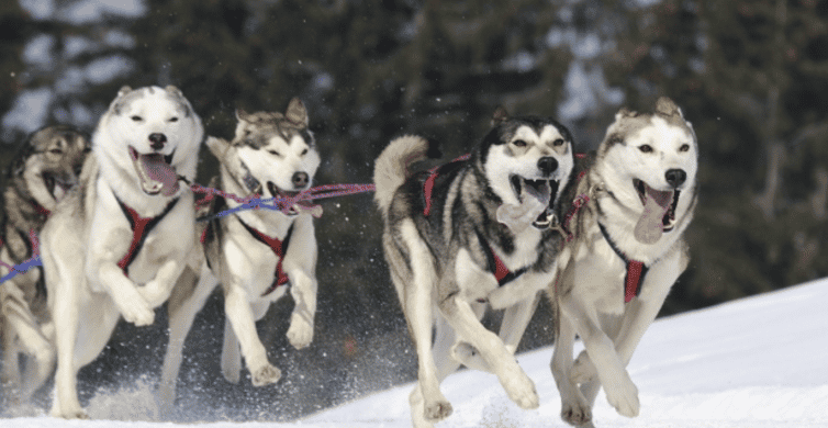 Riga: Husky Dog Sledding Experience GetYourGuide