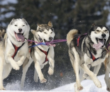 Riga: Experiência de trenó puxado por cães husky