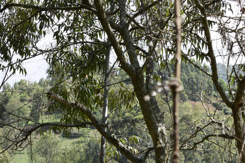 Tanzania: 8-Day Road Trip to Kilimanjaro, Lushoto & More