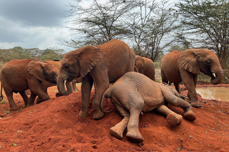 Depuis Nairobi : Parc national, centre pour bébés éléphants et girafes