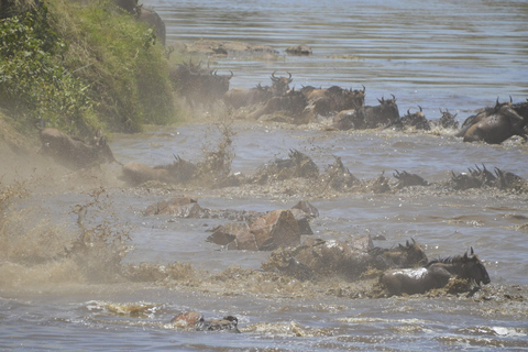 Arusha : 7 jours de safari au Serengeti et au Ngorongoro