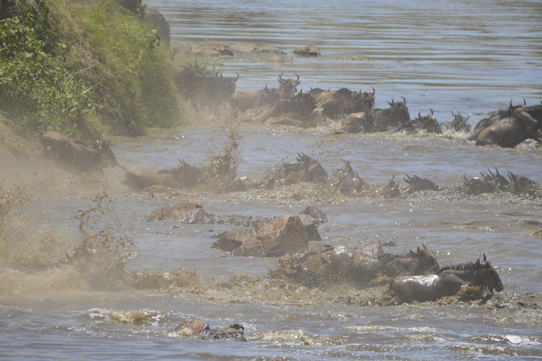 Arusha : 7 jours de safari au Serengeti et au Ngorongoro