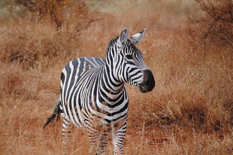 SAFARI DI 3 GIORNI NEL PARCO NAZIONALE DELLO TSAVO EST E OVEST