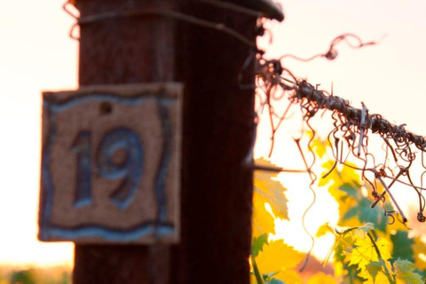 Swan Valley: Perth's Only Organic Wine Tasting and Tour