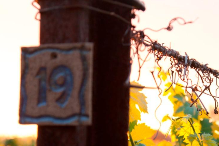 Swan Valley: Perth's Only Organic Wine Tasting and Tour