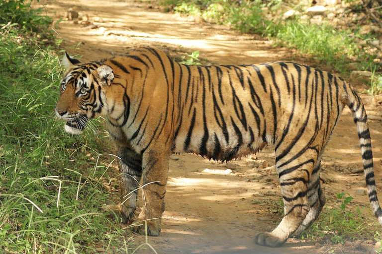 Z Delhi: 3-dniowa wycieczka Ranthambore Tiger Safari TourPrywatna wycieczka z zakwaterowaniem w 4-gwiazdkowym hotelu