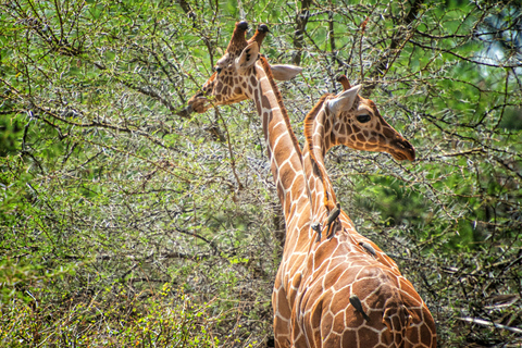 From Dar es Salaam: Mikumi and Ruaha National Parks 4-Day …