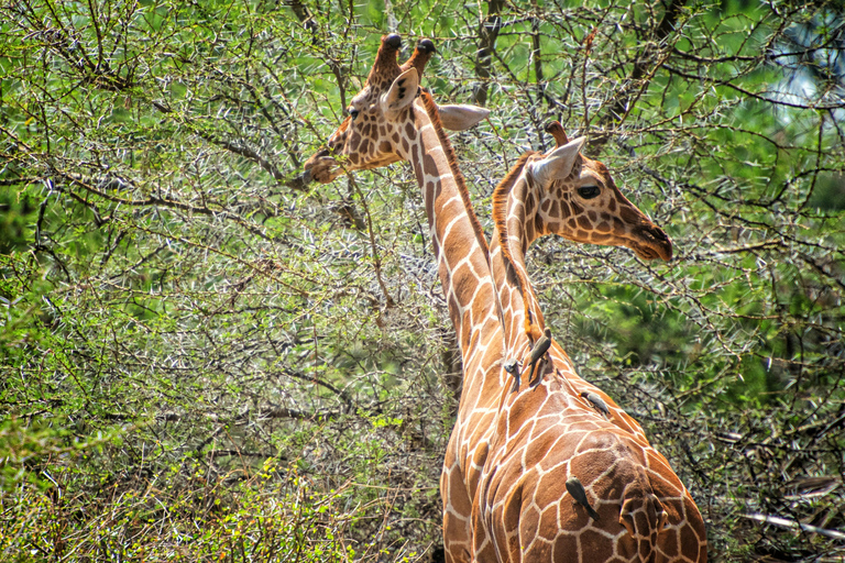 From Dar es Salaam: Mikumi and Ruaha National Parks 4-Day …