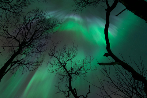 Tromsø: Northern Lights Tour – Unlimited Chase & Free Photos 6-8 Hours, Aurora chase, Comfortable bus, Photos included