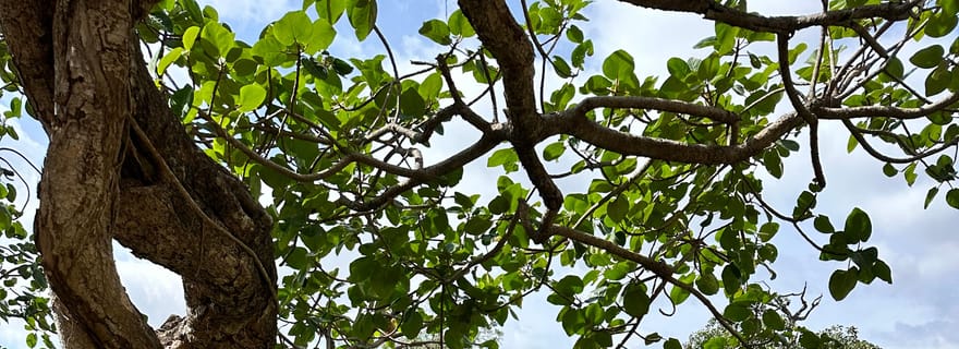 Visite privée élite : les principales attractions de Salalah (tout-en-un)