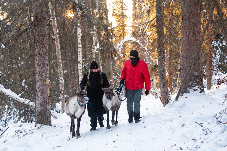 Dogsled and Reindeer Day Trip to Borealis Basecamp