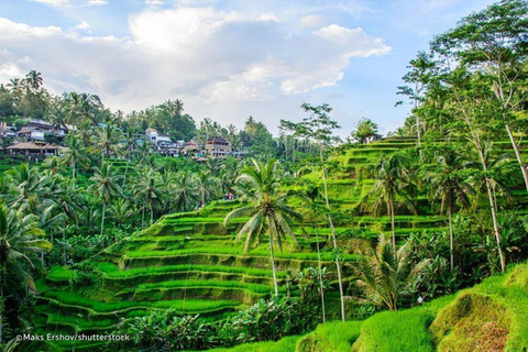 Bali: All-Inclusive Ubud Private Tour with Lunch All-Inclusive Ubud Private Tour with Lunch