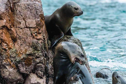 Full Day Paracas Ballestas Islands, City Tour Ica Tubular