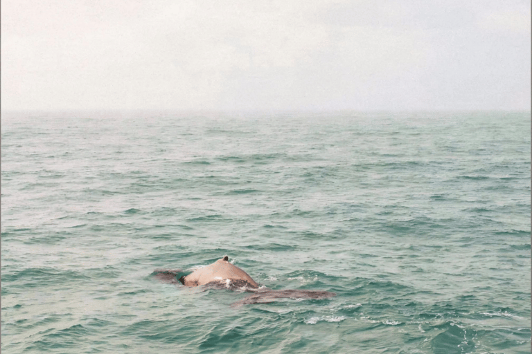 Boa Viata - Small-Group Whale Watching Tour