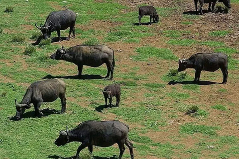 Nairobi: Overnight Adventure in Aberdare National Park