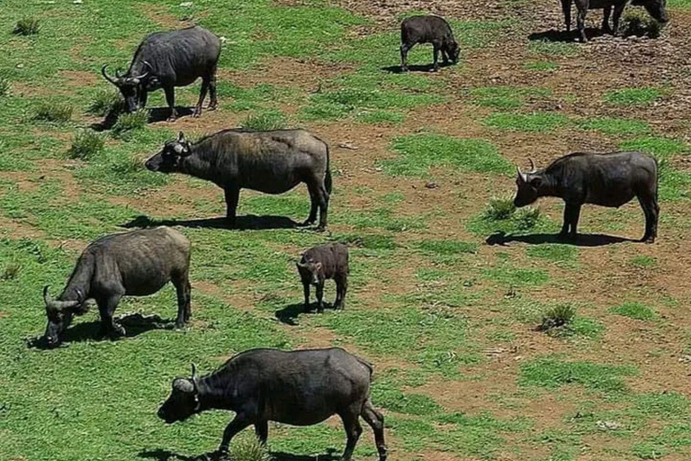 Nairobi: Overnight Adventure in Aberdare National Park