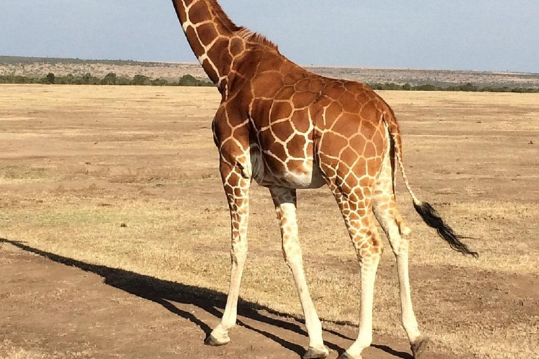 Nairobi: Ol Pejeta Conservancy Day Trip with Game Drives