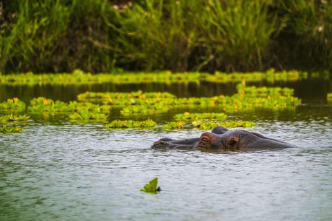 From Zanzibar: Mikumi Safari Day Trip with Flights and Lunch Mikumi Shared Safari without hotel transfer