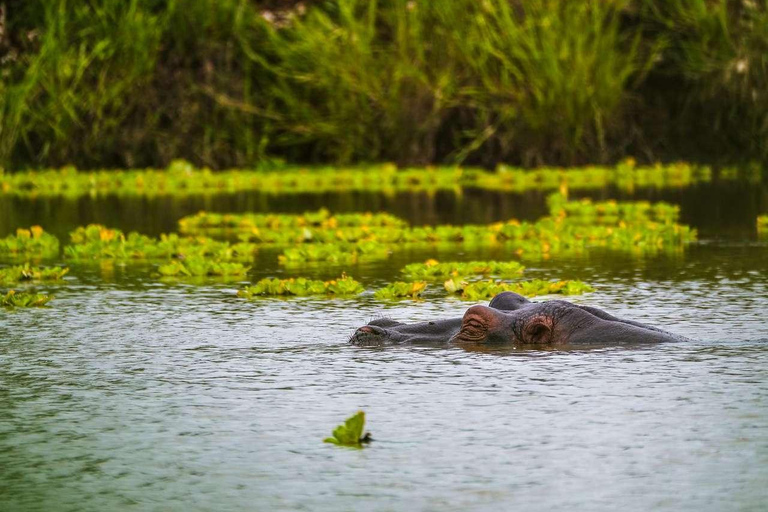 From Zanzibar: Mikumi Safari Day Trip with Flights and Lunch Mikumi Shared Safari without hotel transfer