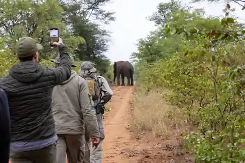 WALKING SAFARI